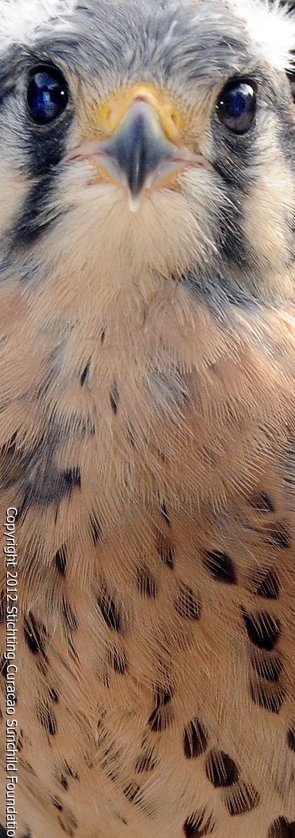 Caribbean Kestrel